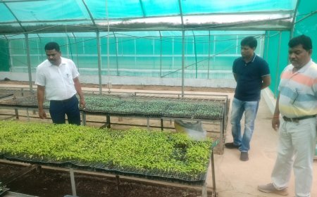 कलेक्टर ने किया शासकीय उद्यानों का निरीक्षण, किसानों को उच्च गुणवत्ता वाली सीडलिंग उपलब्ध कराने के दिए निर्देश