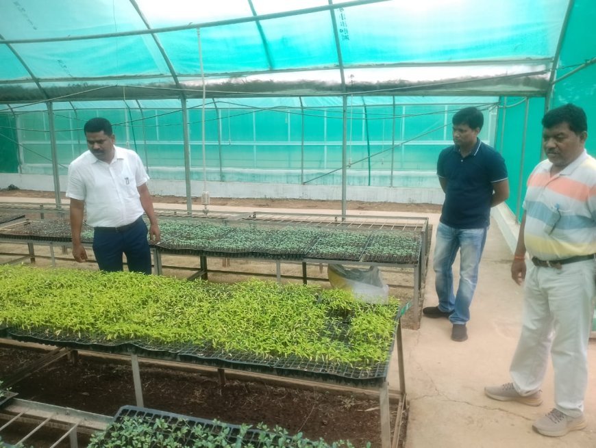 कलेक्टर ने किया शासकीय उद्यानों का निरीक्षण, किसानों को उच्च गुणवत्ता वाली सीडलिंग उपलब्ध कराने के दिए निर्देश