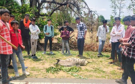 सूरजपुर वन मंडल में फिर लापरवाही: रेलवे क्रासिंग पर लकड़बग्घे की मौत, वन विभाग की कार्यशैली पर सवाल