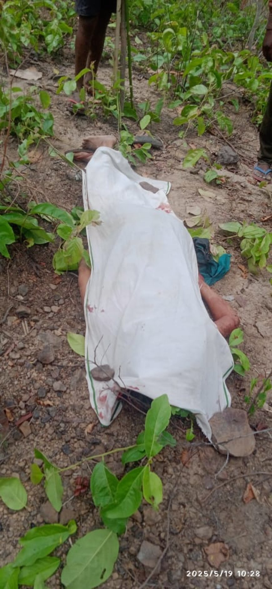 भालू के हमले ने छीनी महिला की जिंदगी, तेंदूपत्ता तोड़ने गई महिला की दर्दनाक मौत