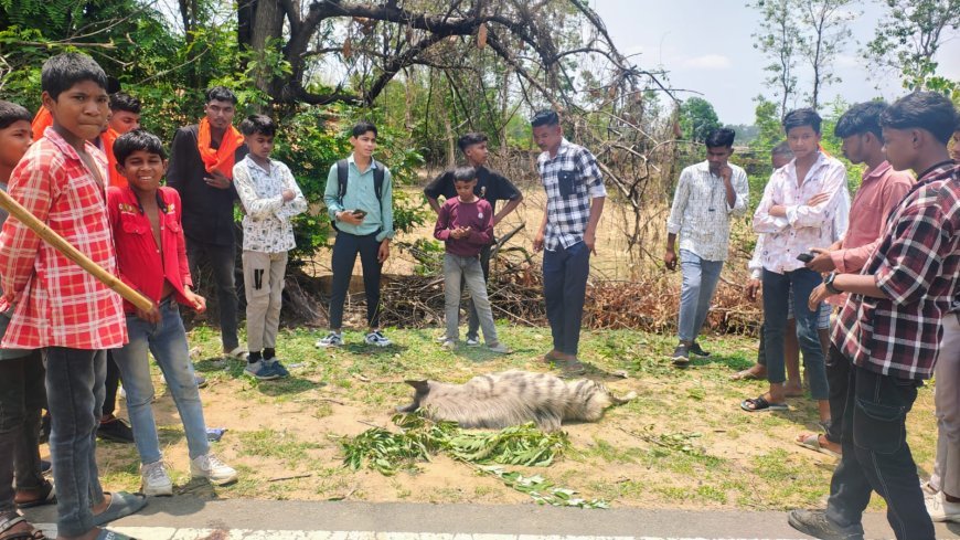 सूरजपुर वन मंडल में फिर लापरवाही: रेलवे क्रासिंग पर लकड़बग्घे की मौत, वन विभाग की कार्यशैली पर सवाल