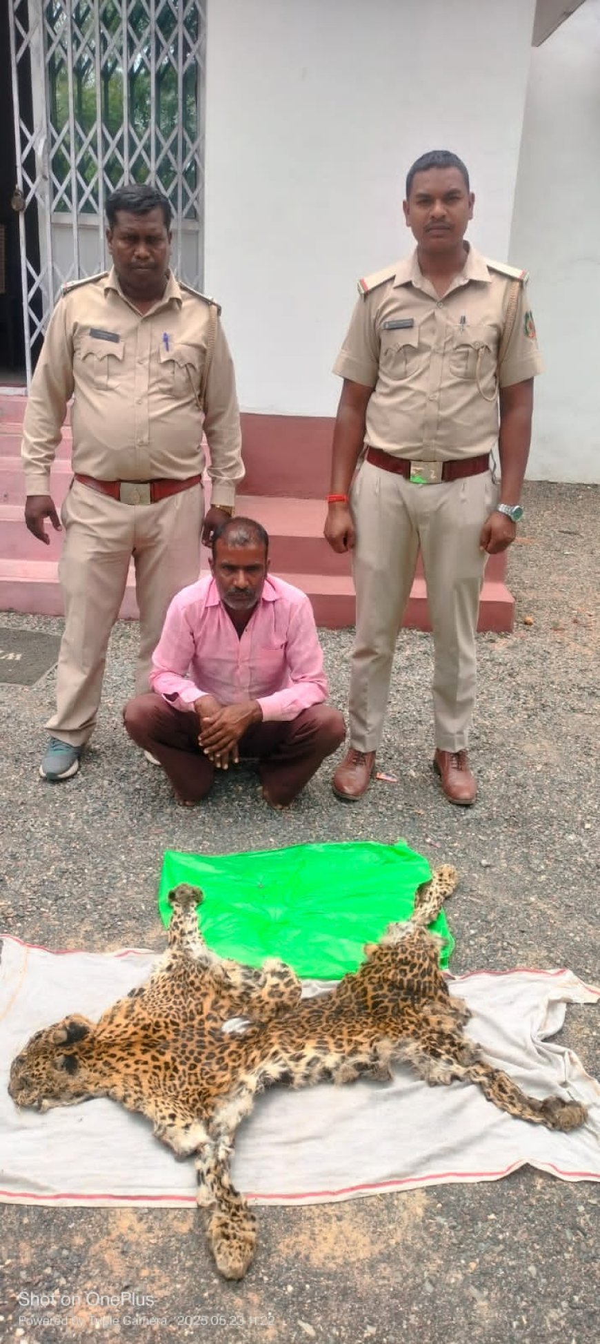 तेंदुए की खाल तस्करी पर कार्रवाई: चपदा चौक पर आरोपी गिरफ्तार, वन विभाग की कार्यशैली फिर सवालों के घेरे में