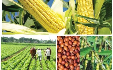 कृषक उन्नति योजना: खरीफ में दलहन-तिलहन और मक्का किसानों को मिलेगी 10,000 रुपये प्रति एकड़ की आदान सहायता