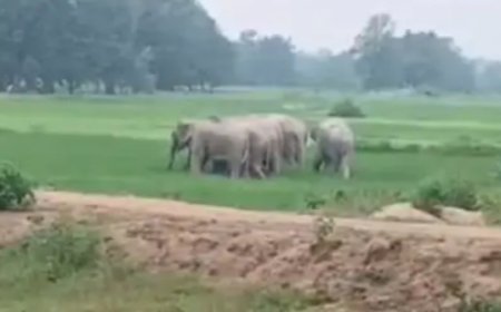 हाथियों के हमले में बुजुर्ग की दर्दनाक मौत, वन विभाग की लापरवाही पर सवाल