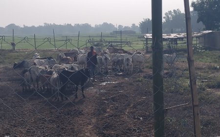 राई गांव की अनूठी मिसाल: आवारा मवेशियों से फसल बचाने को ग्रामीणों ने बनाया अस्थाई गोशाला, चंदे से चारा-पानी का इंतजाम