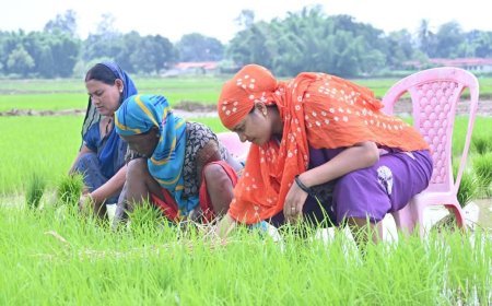 धान के खेत में सादगी की मिसाल: मंत्री श्रीमती लक्ष्मी राजवाड़े ने बरकरार रखा छत्तीसगढ़ी माटी से नाता