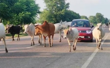 पुलिस की सख्ती: NH पर घूम रहे मवेशियों के मालिकों पर कार्रवाई