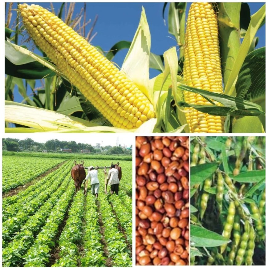 कृषक उन्नति योजना: खरीफ में दलहन-तिलहन और मक्का किसानों को मिलेगी 10,000 रुपये प्रति एकड़ की आदान सहायता