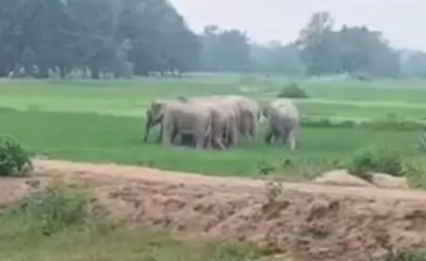 हाथियों के हमले में बुजुर्ग की दर्दनाक मौत, वन विभाग की लापरवाही पर सवाल