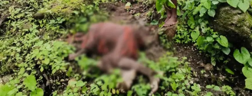 हाथियों के हमले में बुजुर्ग की दर्दनाक मौत, वन विभाग की लापरवाही पर सवाल