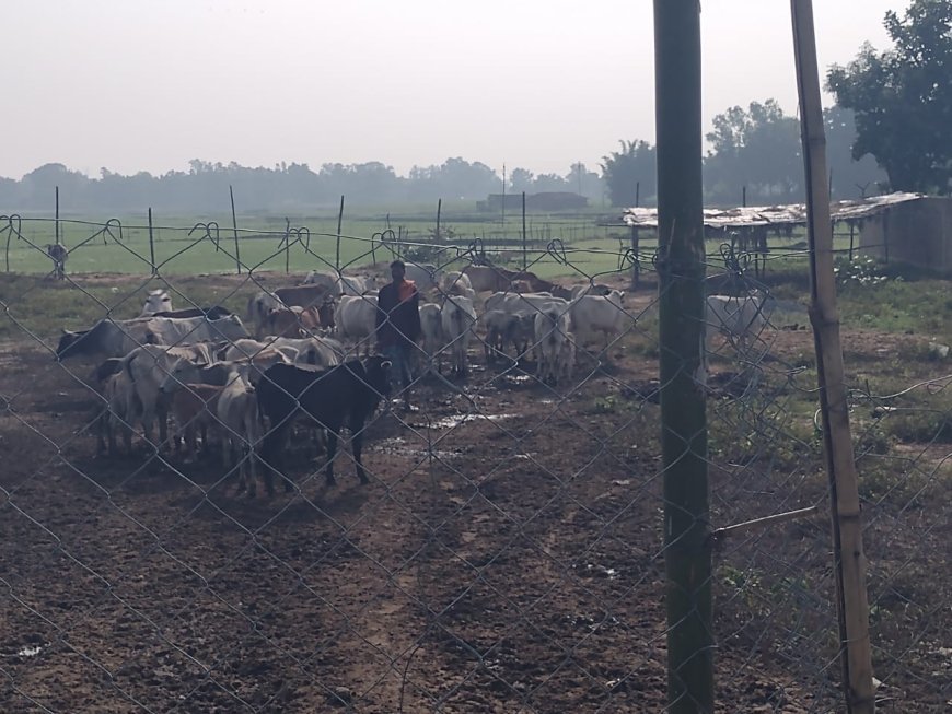राई गांव की अनूठी मिसाल: आवारा मवेशियों से फसल बचाने को ग्रामीणों ने बनाया अस्थाई गोशाला, चंदे से चारा-पानी का इंतजाम