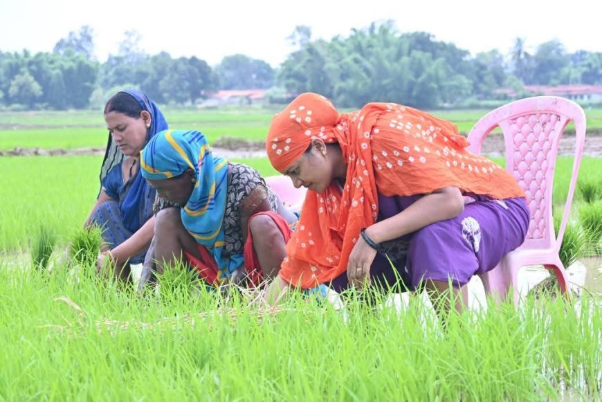 धान के खेत में सादगी की मिसाल: मंत्री श्रीमती लक्ष्मी राजवाड़े ने बरकरार रखा छत्तीसगढ़ी माटी से नाता