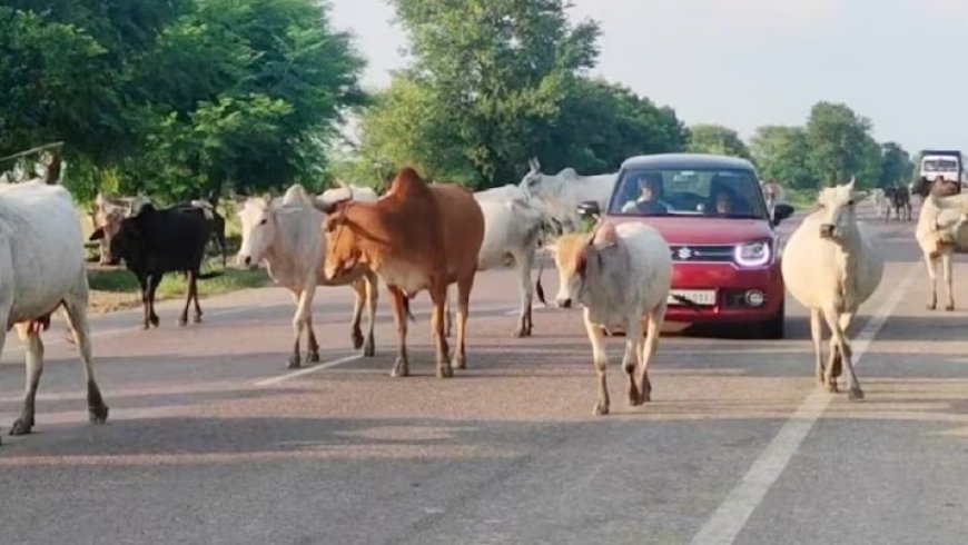 पुलिस की सख्ती: NH पर घूम रहे मवेशियों के मालिकों पर कार्रवाई