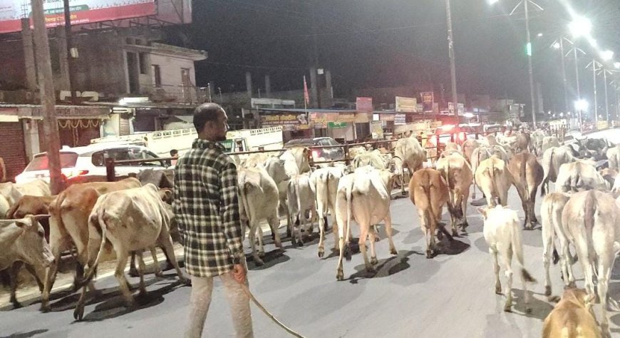 पुलिस की सख्ती: NH पर घूम रहे मवेशियों के मालिकों पर कार्रवाई