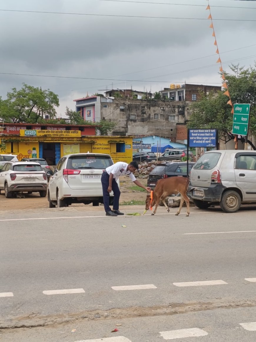 सूरजपुर पुलिस की अनूठी पहल: मवेशियों के गले में रेडियम कॉलर, सड़क हादसों पर लगेगी रोक