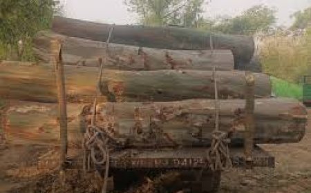 लकड़ी तस्करों का जाल, खुलेआम पेड़ों की कटाई,  पुलिस ने 30 टन यूकेलिप्टस लकड़ी की जब्त