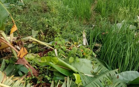 मोहरसोप में जंगली हाथी का तांडव, किसानों की फसल बर्बाद, ग्रामीणों में दहशत
