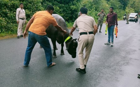 रजत जयंती पर 'पोला' के रंग में सड़क सुरक्षा, परिवहन विभाग उड़नदस्ता दल ने मवेशियों को पहनाए रिफ्लेक्टर कॉलर
