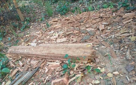 लकड़ी माफियाओं का खुला खेल: दो विभागों की 'मिलीभगत' से उजड़ रहे हरे-भरे जंगल