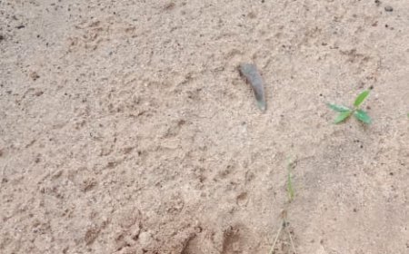 जंगल में बाघ की दस्तक: ग्रामीणों में दहशत,पूरानी यादें ताजा;विभाग ने बढ़ाई निगरानी