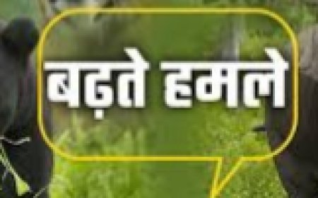 भालू के हमले ने फैलाई दहशत, बुजुर्ग गंभीर रूप से घायल; वन्य जीव-मानव संघर्ष पर वन विभाग की नाकामी उजागर