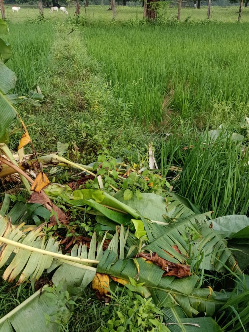 मोहरसोप में जंगली हाथी का तांडव, किसानों की फसल बर्बाद, ग्रामीणों में दहशत