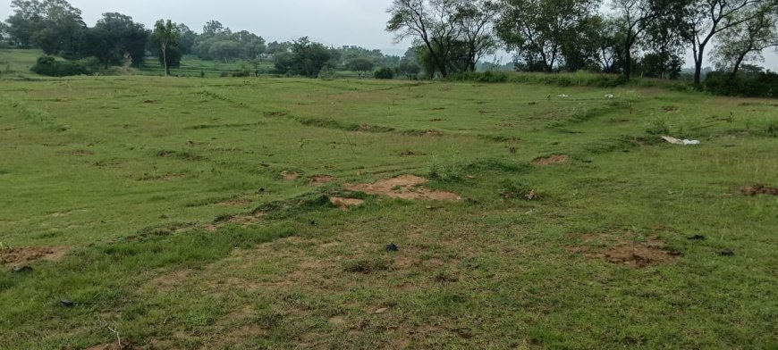 बांसापारा में पौधारोपण गड़बड़झाला: कागजों पर हरियाली, हकीकत में सुखे पौधे, ग्रामीणों ने लगाई  निष्पक्ष जांच की गुहार