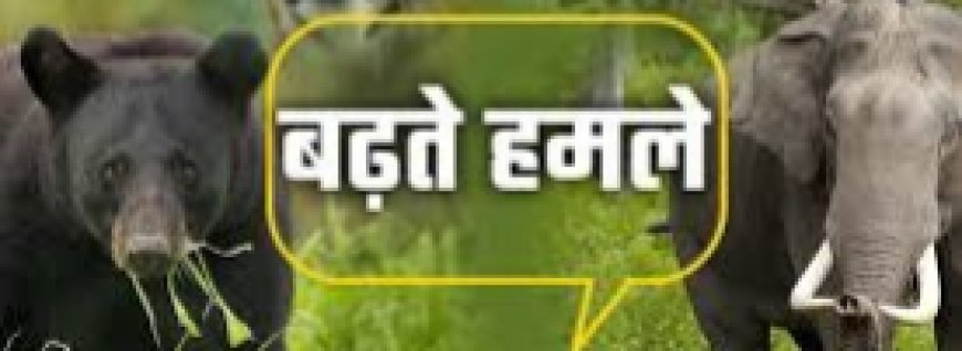 भालू के हमले ने फैलाई दहशत, बुजुर्ग गंभीर रूप से घायल; वन्य जीव-मानव संघर्ष पर वन विभाग की नाकामी उजागर