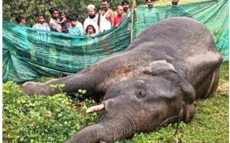 फिर एक हाथी की मौत: वन विभाग की नाकामी उजागर,वन्यजीव संरक्षण पर उठे सवाल