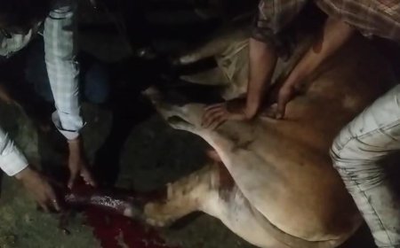 पुलिस की संवेदनशील प्रयास : सड़क पर घायल पड़ी गाय का त्वरित कराया इलाज, ग्रामीणों ने की तारीफ
