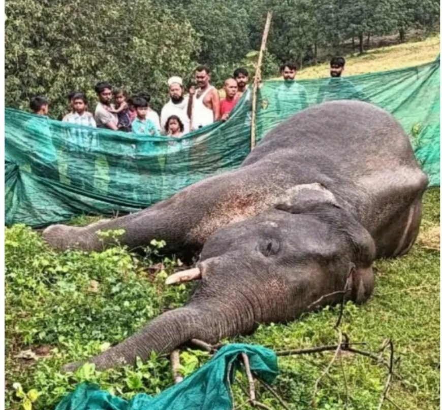 फिर एक हाथी की मौत: वन विभाग की नाकामी उजागर,वन्यजीव संरक्षण पर उठे सवाल