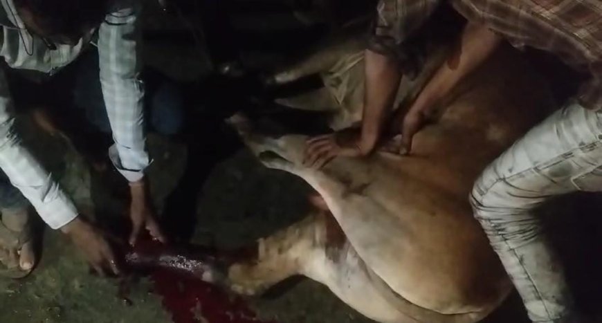 पुलिस की संवेदनशील प्रयास : सड़क पर घायल पड़ी गाय का त्वरित कराया इलाज, ग्रामीणों ने की तारीफ