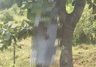 दशहरे की रात गायब हुई मासूम... जंगल के पेड़ पर लटकी मिला शव,फैली सनसनी