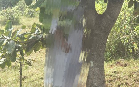 दशहरे की रात गायब हुई मासूम... जंगल के पेड़ पर लटकी मिला शव,फैली सनसनी