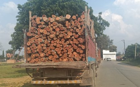 वन विभाग की कार्रवाई: 15 टन नीलगिरी काष्ठ लोड ट्रक जब्त, तहसीलदार को सौंपा मामला