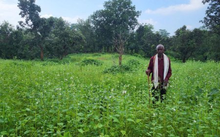 राष्ट्रीय खाद्य तेल मिशन से महावीर की कमाई दोगुनी: 55 हजार से 1 लाख रुपये तक का सफर,गुणवत्ता बीज-संतुलित खाद ने बदली तकदीर, साधारण किसान बने प्रगतिशील स्टार