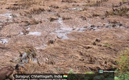 बेमौसम बरसात का सैलाब: खेतों में डूबी मेहनत, खलिहान में सिसकते सपने... कच्ची सड़कें कीचड़ में तब्दील, अगले 24 घंटे और बारिश की आशंका