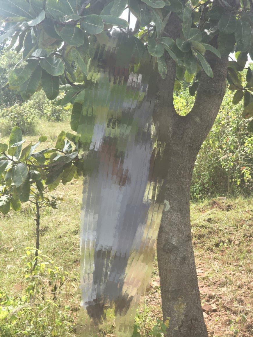 दशहरे की रात गायब हुई मासूम... जंगल के पेड़ पर लटकी मिला शव,फैली सनसनी