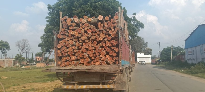 वन विभाग की कार्रवाई: 15 टन नीलगिरी काष्ठ लोड ट्रक जब्त, तहसीलदार को सौंपा मामला