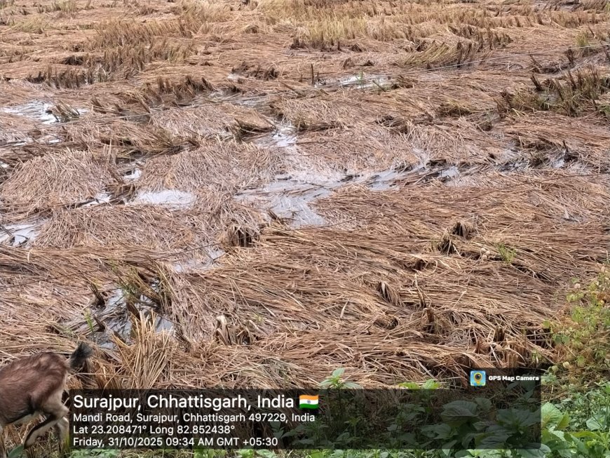 बेमौसम बरसात का सैलाब: खेतों में डूबी मेहनत, खलिहान में सिसकते सपने... कच्ची सड़कें कीचड़ में तब्दील, अगले 24 घंटे और बारिश की आशंका