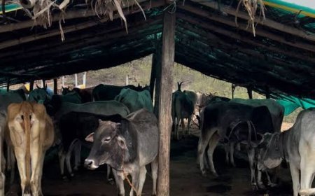 सर्दी में पशुओं की सुरक्षा को लेकर प्रशासन ने जारी की एडवाइजरी, ग्रामीण क्षेत्रों में पशु चिकित्सा व्यवस्था पर उठे सवाल