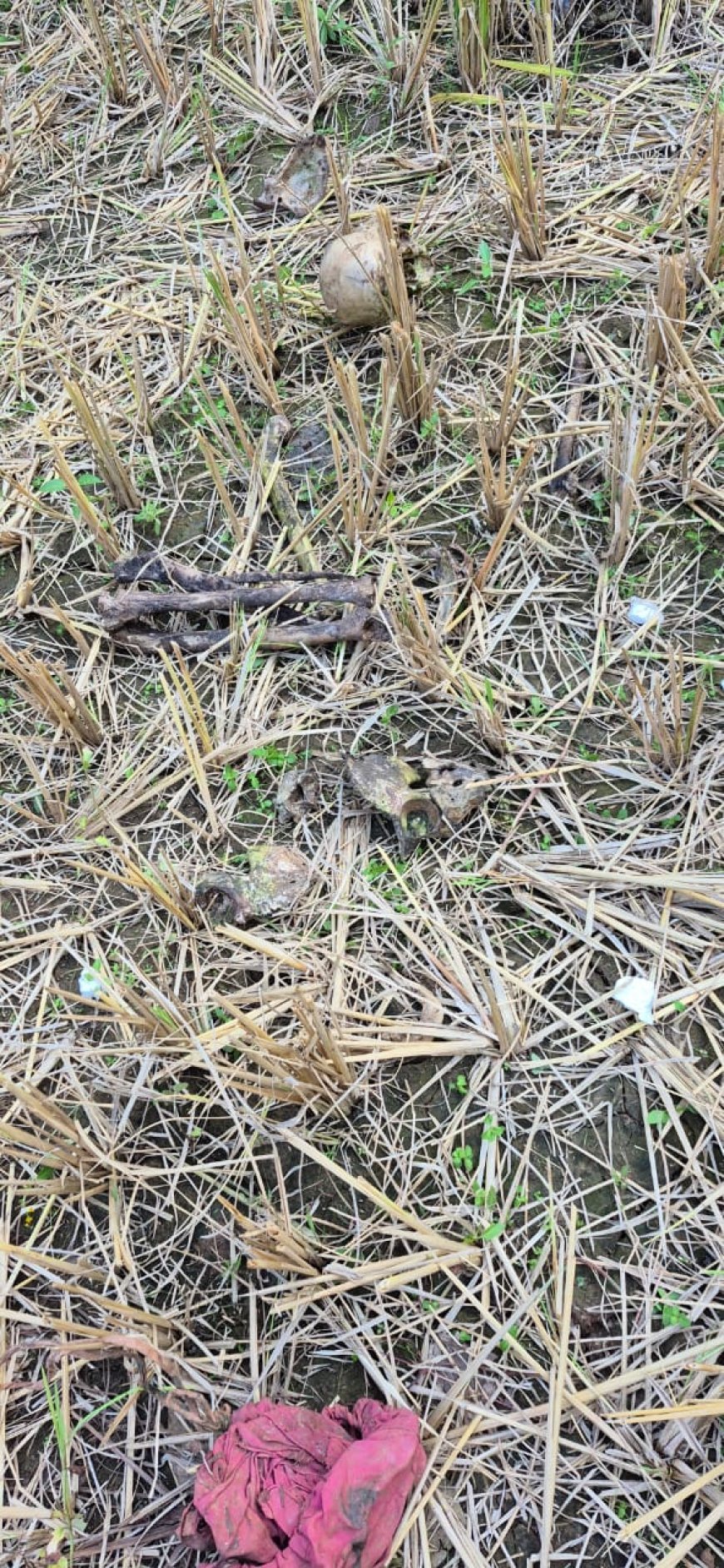 धान की कटाई के दरम्यान चार माह से लापता बुजुर्ग का खेत में मिला कंकाल, जांच में जुटी पुलिस