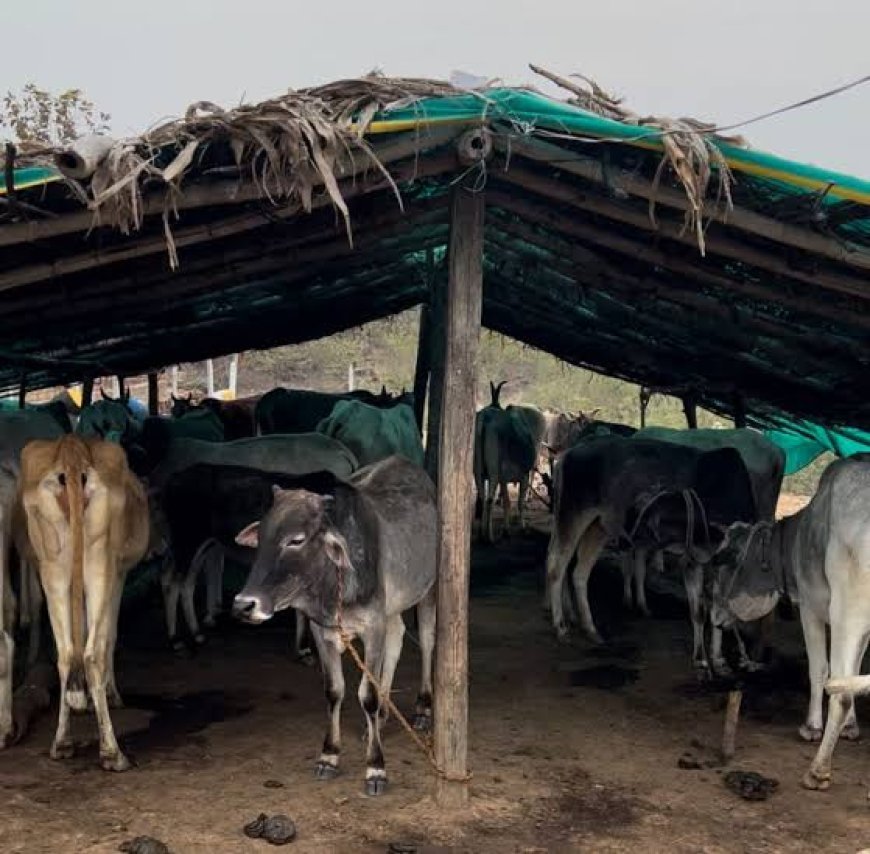 सर्दी में पशुओं की सुरक्षा को लेकर प्रशासन ने जारी की एडवाइजरी, ग्रामीण क्षेत्रों में पशु चिकित्सा व्यवस्था पर उठे सवाल