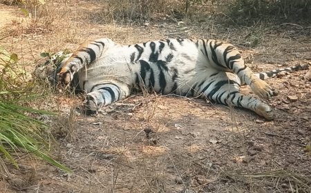 जाल में फंसा बाघ, दांत-नाखून उखाड़ ले गए शिकारी; सूरजपुर में वन विभाग की चौकसी पर सवाल