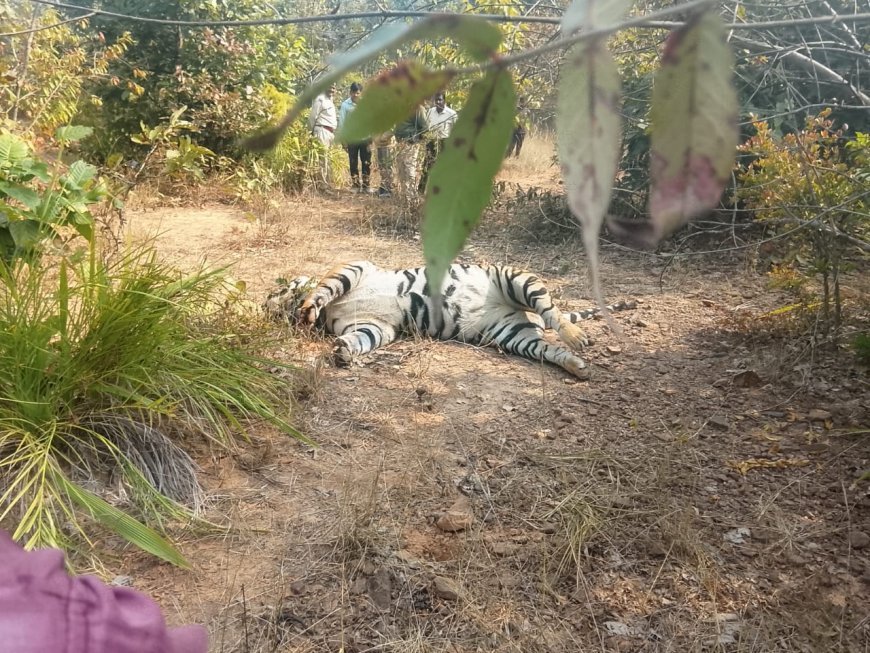 जाल में फंसा बाघ, दांत-नाखून उखाड़ ले गए शिकारी; सूरजपुर में वन विभाग की चौकसी पर सवाल