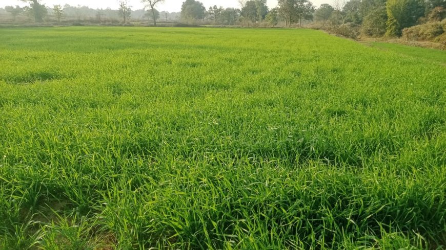 परशुरामपुर जलाशय से बदली किसानों की तकदीर: चार गांवों में सिंचाई पहुंचते ही लहलहाईं फसलें, खेती बनी लाभ का सौदा