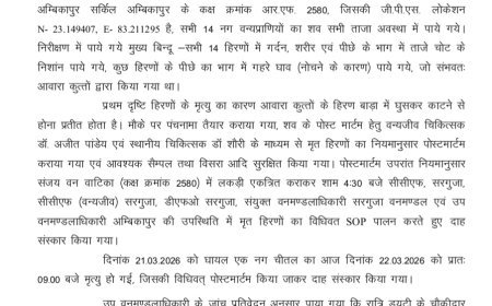 संजय वन वाटिका में कुत्तों का खूनी हमला: 15 हिरणों की मौत, छोटे कर्मचारी सस्पेंड… बड़े अफसरों पर क्यों नहीं कार्रवाई...?