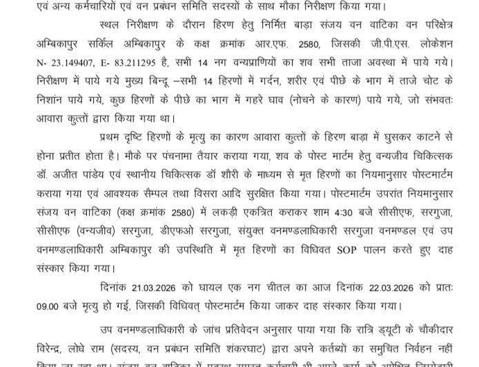 संजय वन वाटिका में कुत्तों का खूनी हमला: 15 हिरणों की मौत, छोटे कर्मचारी सस्पेंड… बड़े अफसरों पर क्यों नहीं कार्रवाई...?